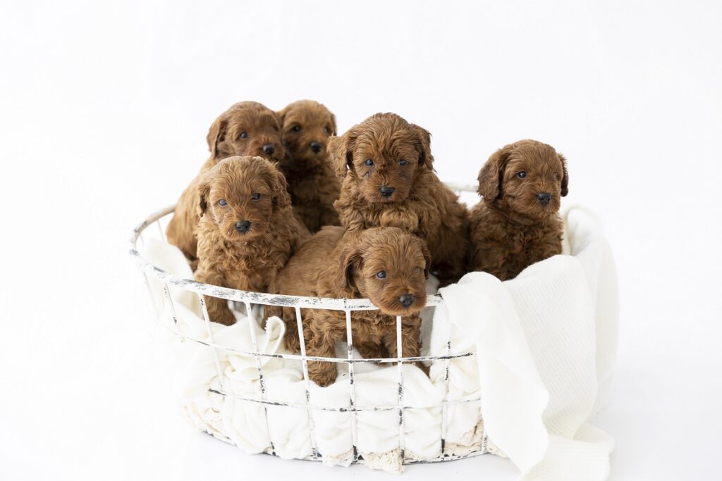 cavoodle puppies for sale nsw