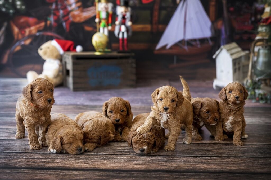 cavoodle puppies for sale